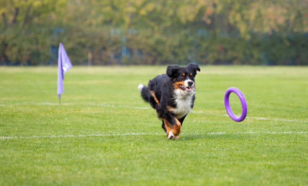 hund agility springer hinderbana efter lila rund leksak
