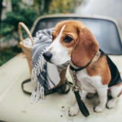 Beagle hund sitter på bil bredvid en korg i höst säsong