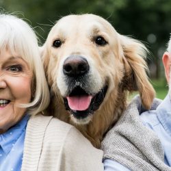 äldre par ler med sin golden retriver hund utomhus i parken