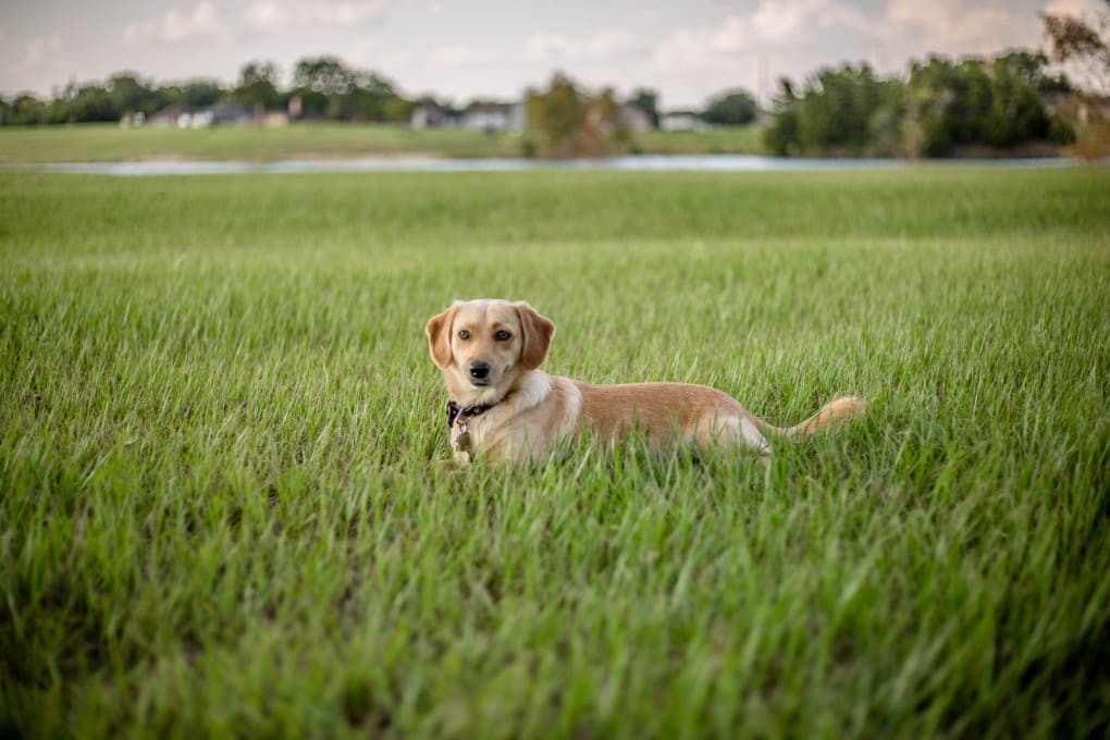 Beige hund ligger ner i gräset utomhus