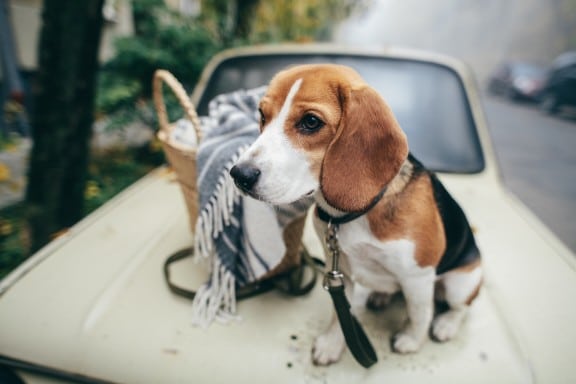 Beagle hund sitter på bil bredvid en korg i höst säsong