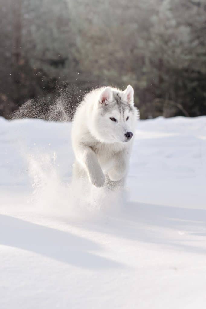 Siberian husky hoppar genom snön