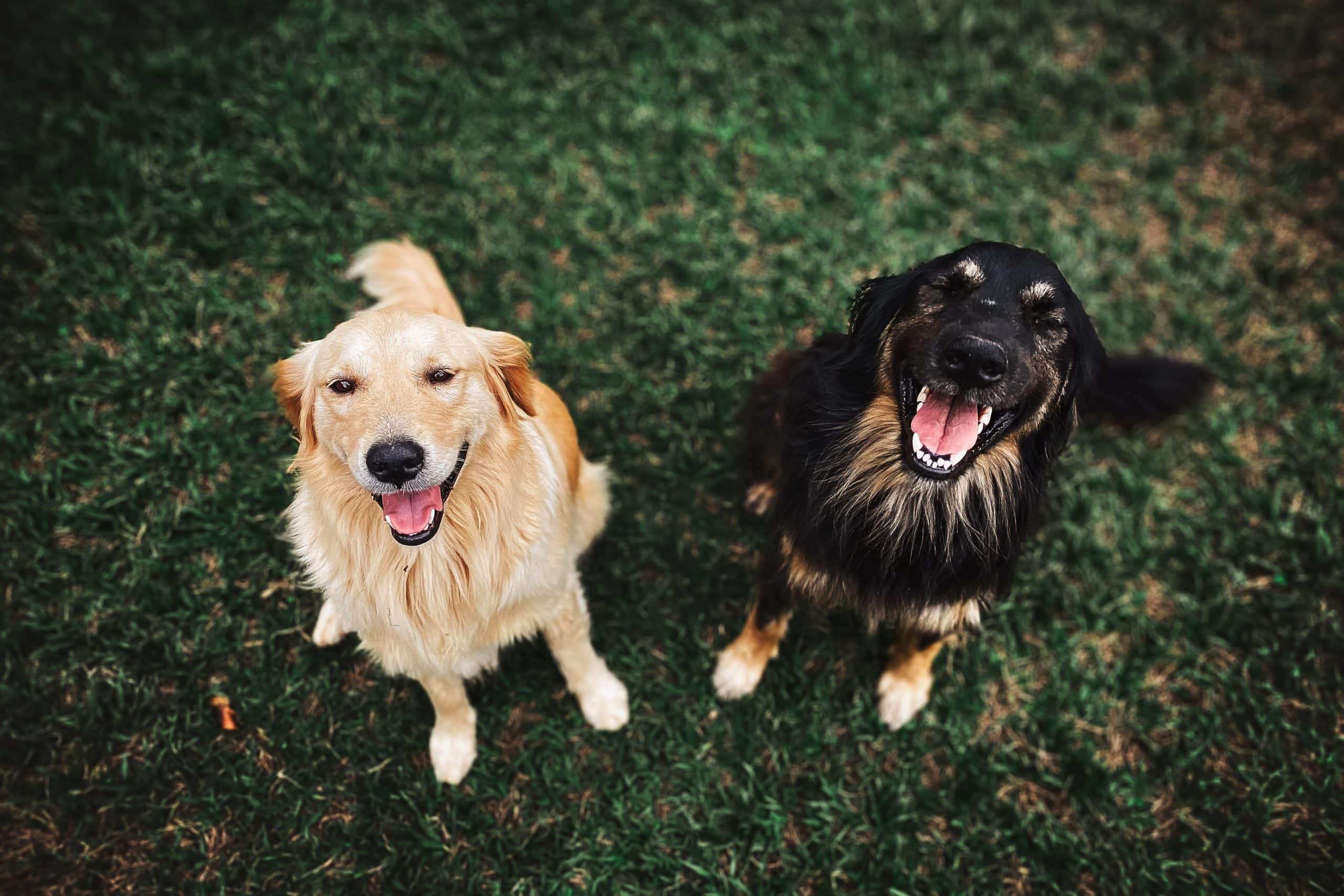 två hundar sitter glada på en grön äng